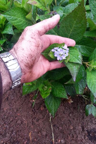 gardening in boston