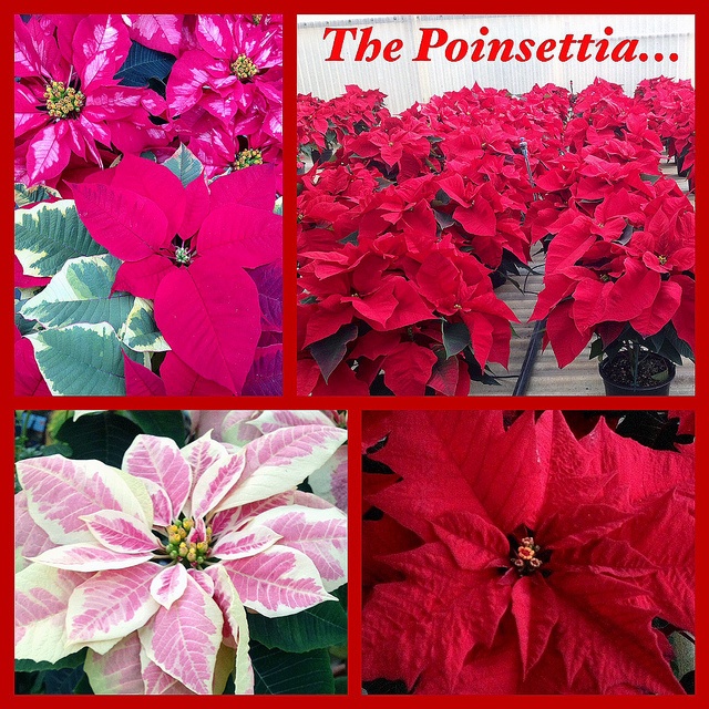 Poinsettias in Boston