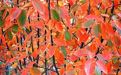 Fall Foliage