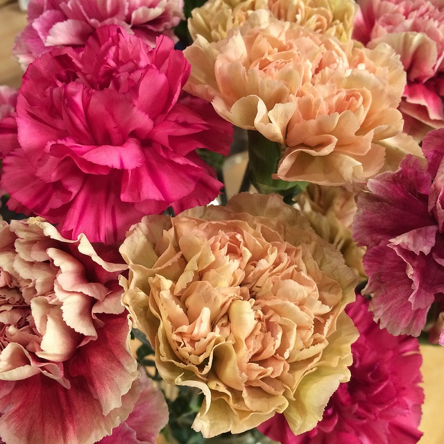 carnations meaning