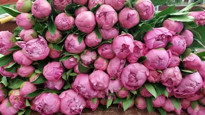 PEONIES IN BOSTON