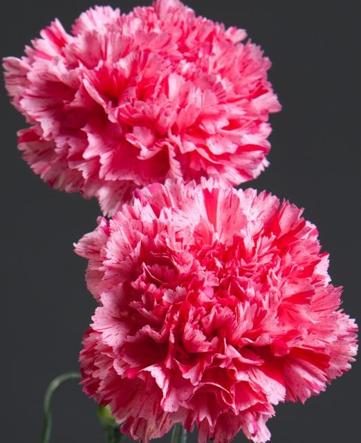 carnations symbolism
