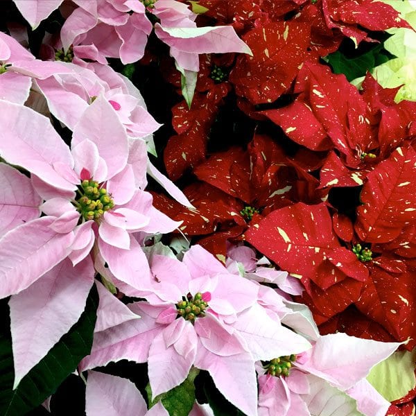 AboutFlowers_Plants_Poinsettia_pinkRed