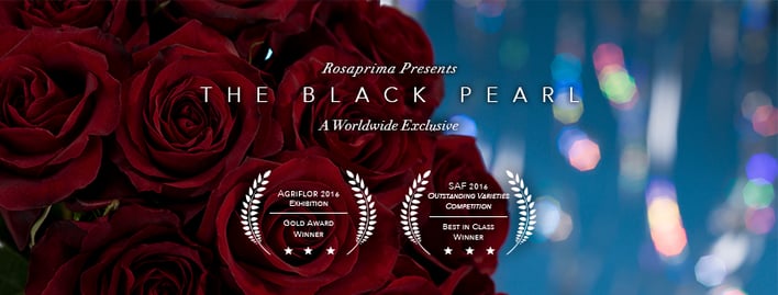 BLACK PEARL ROSES 1.png