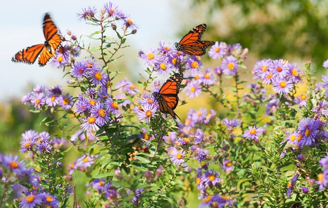 Butterfly-Header.jpg