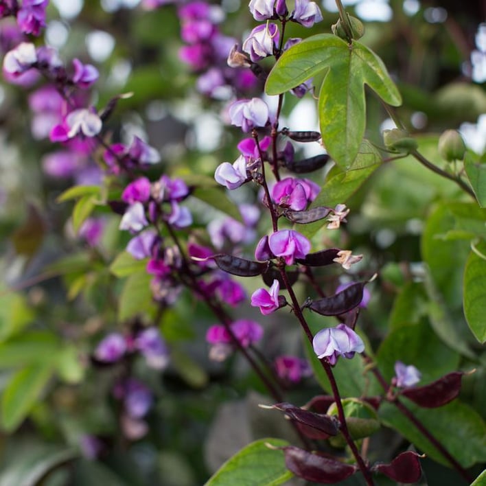 Floret_Hyacinth-Bean_Ruby-Moon_IMG_6802_768x.jpg