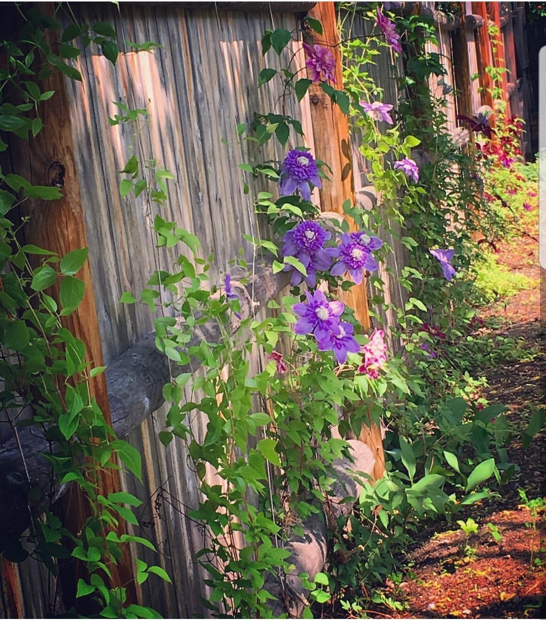 GARDEN CLEMATIS