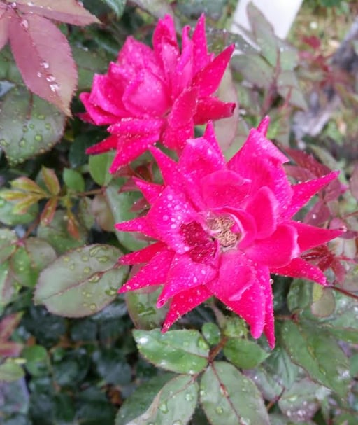 GARDEN_ROSES