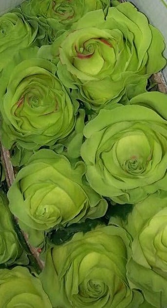 GREEN_ROSES.jpg