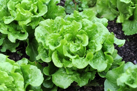 Lettuce-in-garden1