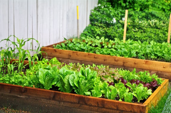 Raised-Bed-Salad-Greens