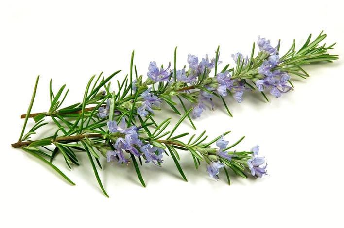 The Symbolic Meaning Of Rosemary