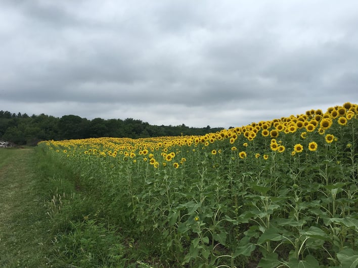 Sunflower_picking.jpg