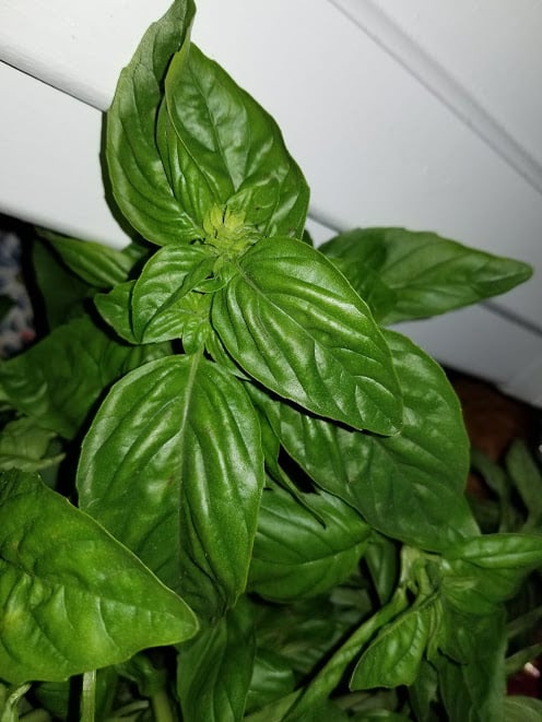 basil