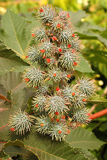 castor oil plant.jpg