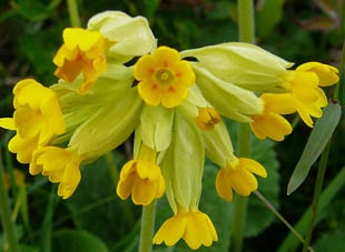 cowslip_meaning.jpg