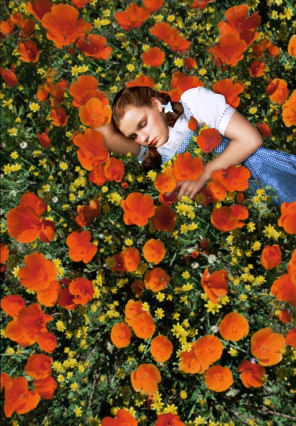 dorothy-in-a-field-of-heroin-poppies.jpg