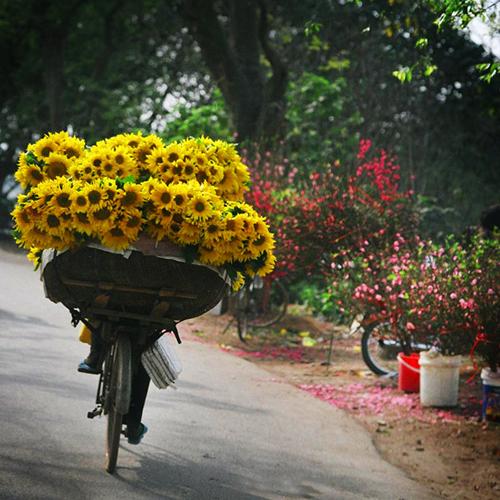 flower_bike.jpg