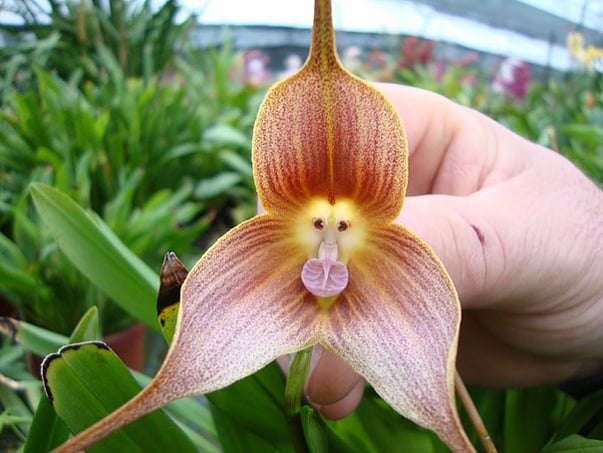 https://blog.exoticflowers.com/hs-fs/hubfs/flowers-look-like-animals-people-monkeys-orchids-pareidolia-7.jpg?width=605&height=453&name=flowers-look-like-animals-people-monkeys-orchids-pareidolia-7.jpg