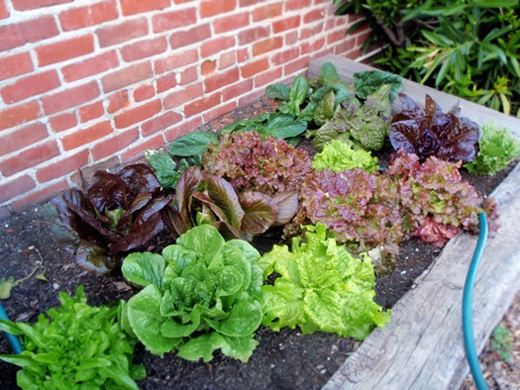 garden.jpg garden.jpg