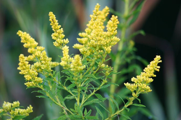 goldenrod_flowers_full.jpg