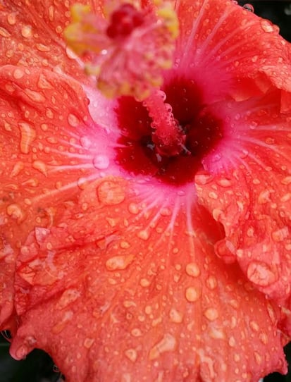 hibiscus-1