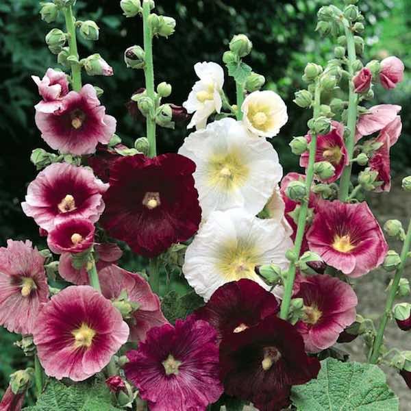 hollyhock-indian-spring-mix-single-flowers2x.jpg