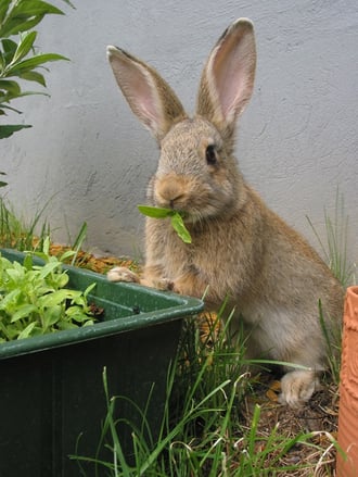 how-to-keep-rabbits-out-of-garden-rabbit-control-stop-rabbits2