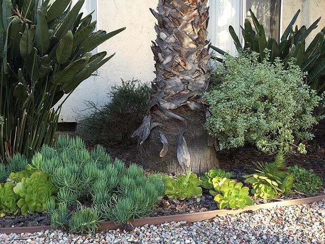 Los Angeles Succulents