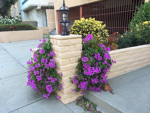 Los Angeles Outdoor Plants