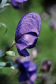 monkshood.jpg