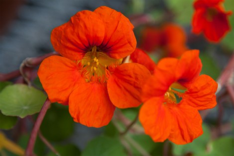 nasturtiums.jpg