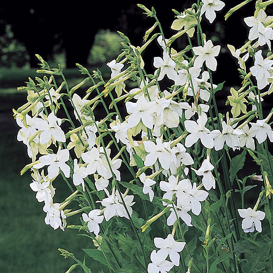 nicotiana_alata_ FINE GARDENing.jpg