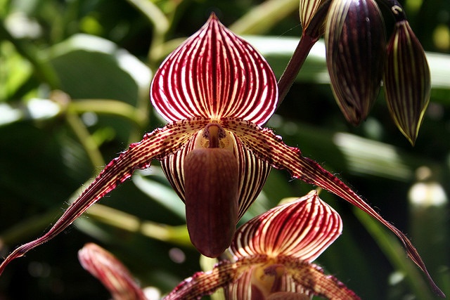 orchids3.jpeg
