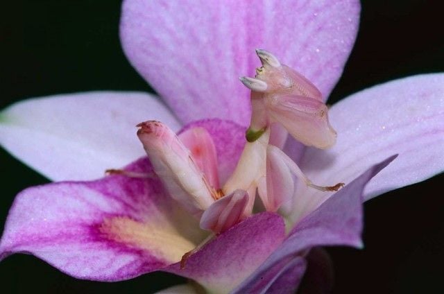 pink orchid mantis