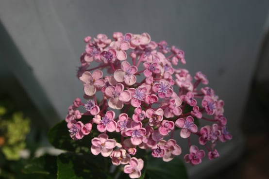 popcornhydrangea