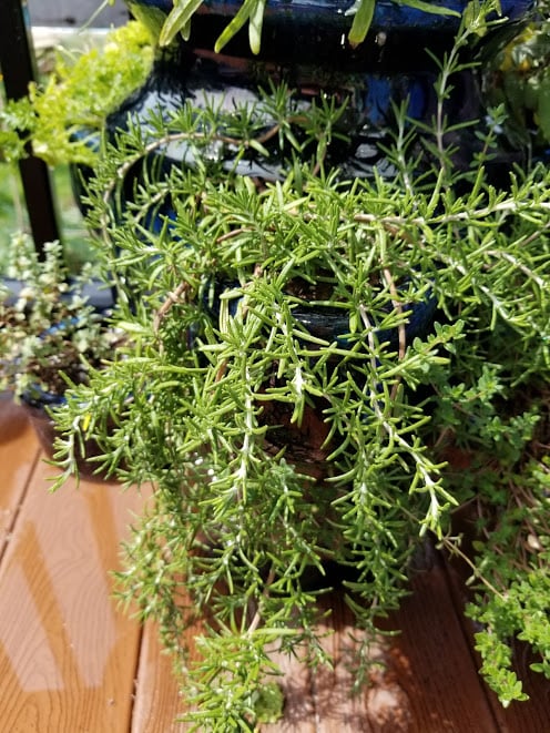 Rosemary Infused Flower Arrangements