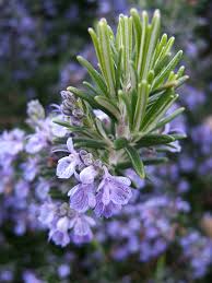 rosemary.jpe rosemary.jpe