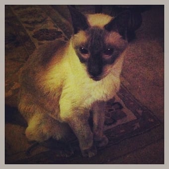 siamese