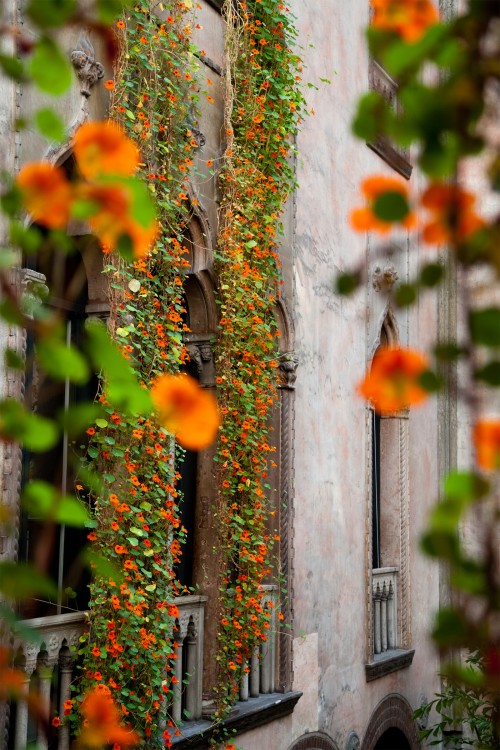 nasturtiums_boston.jpg