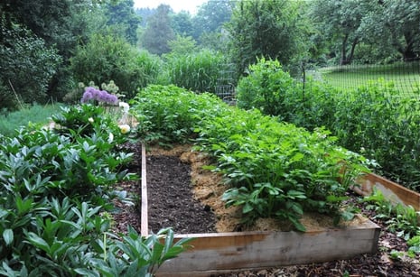 space-in-potato-bed