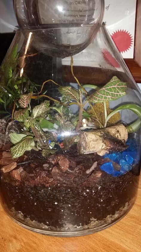 terrarium_boston.jpe terrarium_boston.jpe