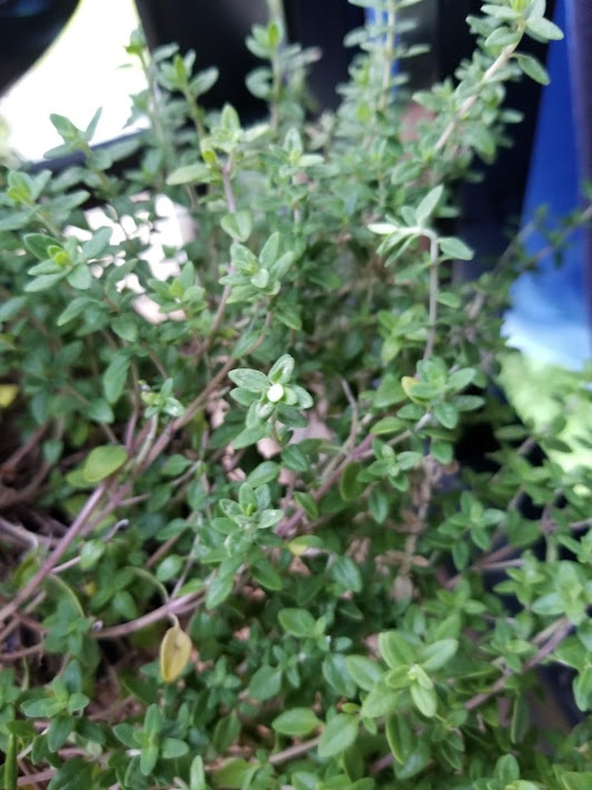 thyme