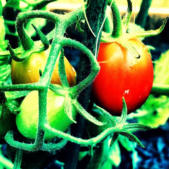 tomato.jpg tomato.jpg
