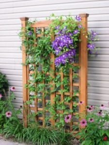 trellis-inspiration-225x300