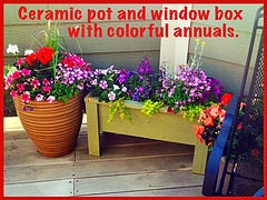 window box flowers