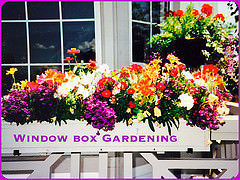 window boxes