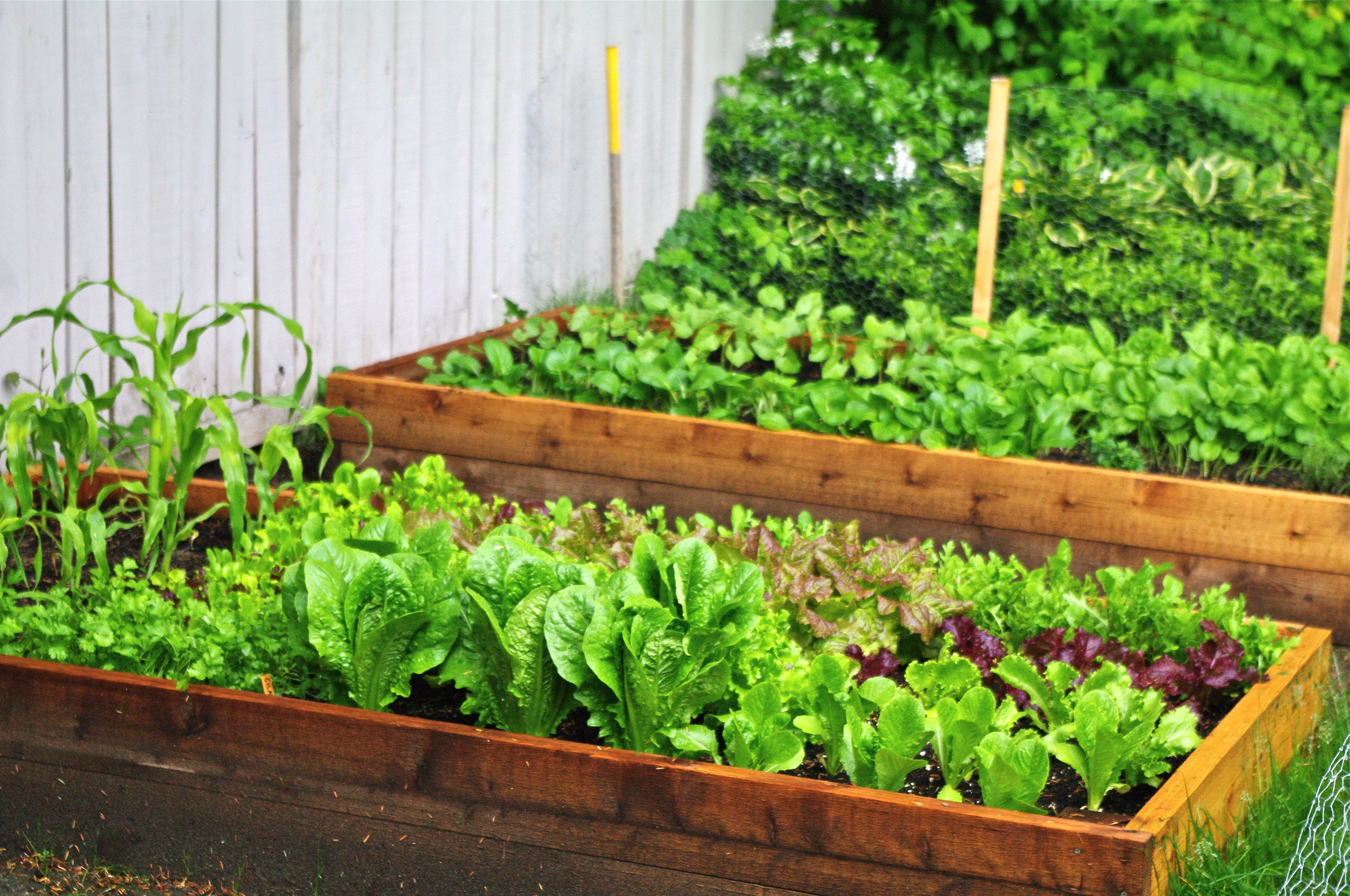 How To Make A Salad Garden