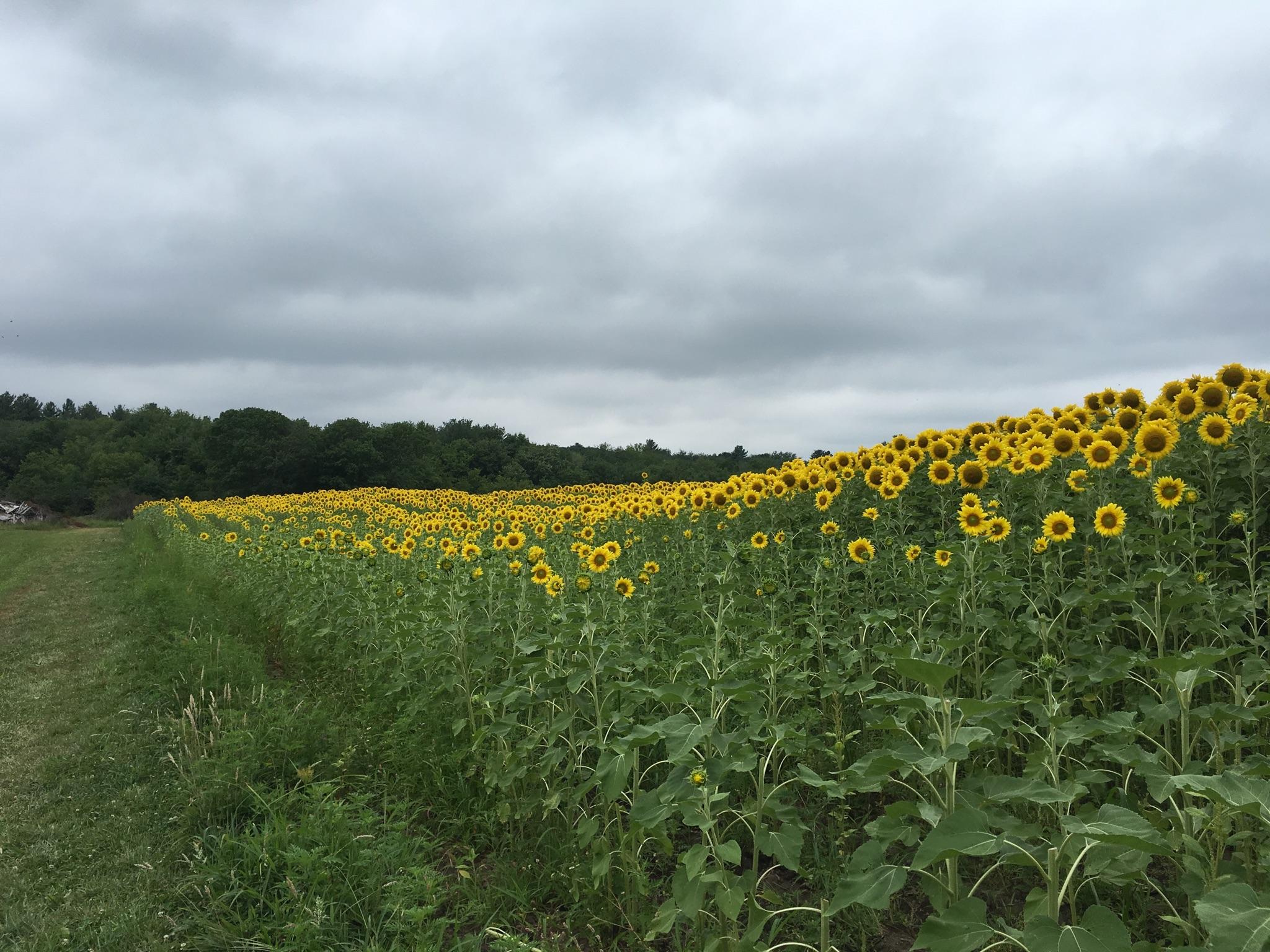 Sunflower Picking in Massachusetts