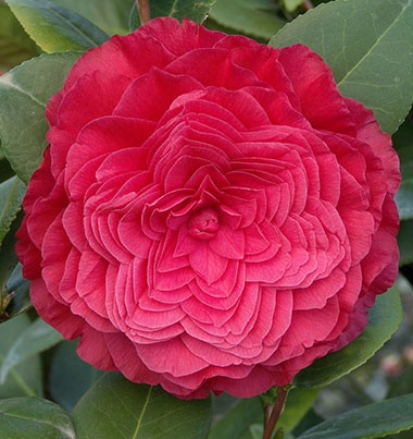 The Symbolic Meaning of the Camellia